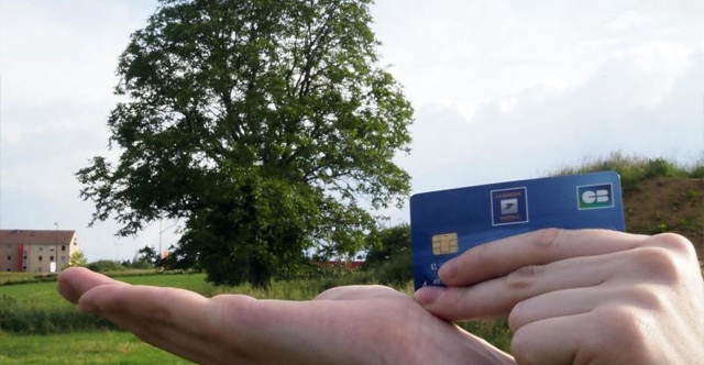 Pour réduire leur empreinte carbone, ils ont acheté des arbres