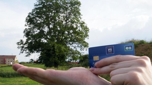 Pour réduire leur empreinte carbone, ils ont acheté des arbres